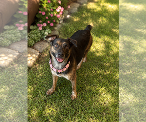 Myra - Female Australian Shepherd-Unknown Mix Dog for Adoption - Photo #8
