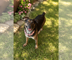 Small #7 Australian Shepherd Mix