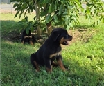 Small Photo #3 Rottweiler Puppy For Sale in JURUPA VALLEY, CA, USA
