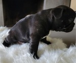 Small Photo #8 French Bulldog Puppy For Sale in RCH CUCAMONGA, CA, USA