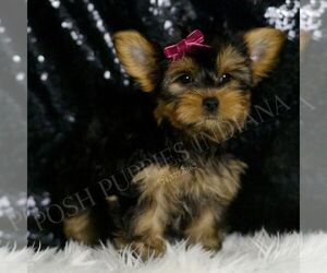 Medium Yorkshire Terrier