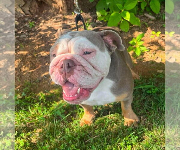 Medium Photo #2 Bulldog Puppy For Sale in Candler, NC, USA