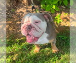 Small #1 Bulldog