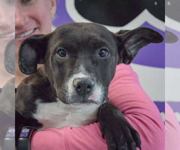 Medium Photo #7 American Staffordshire Terrier-Unknown Mix Puppy For Sale in Huntley, IL, USA