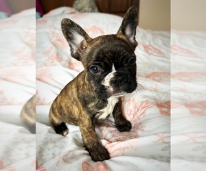 French Bulldog Puppy for sale in ASHBURNHAM, MA, USA