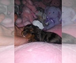 Small Photo #23 Australian Shepherd-Cavalier King Charles Spaniel Mix Puppy For Sale in HOWLAND, OH, USA