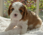 Small Photo #3 Cavalier King Charles Spaniel Puppy For Sale in FAIR OAKS, CA, USA