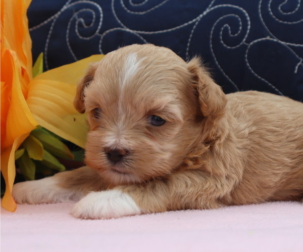 Medium Photo #3 ShihPoo Puppy For Sale in THORP, WI, USA