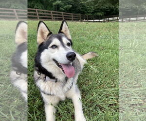 Luna - Female Siberian Husky Dog for Adoption - Photo #3