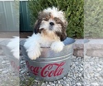 Small #2 Shih Tzu