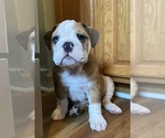 Small #4 English Bulldog