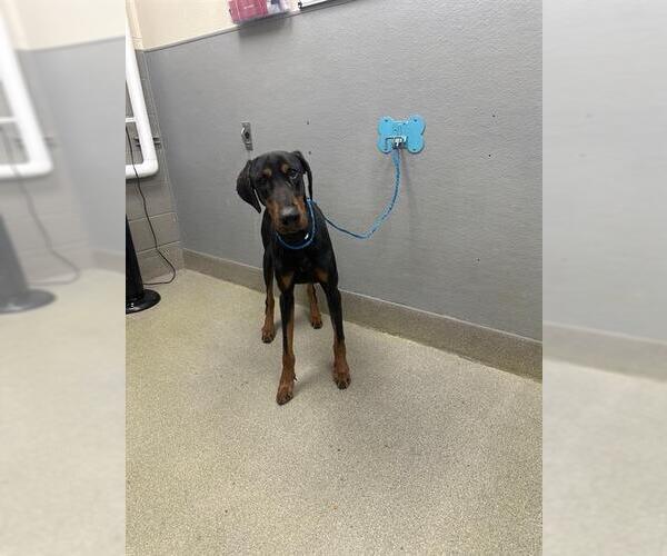 Medium Photo #1 Doberman Pinscher-Unknown Mix Puppy For Sale in Las Vegas, NV, USA