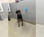 Small Doberman Pinscher Mix