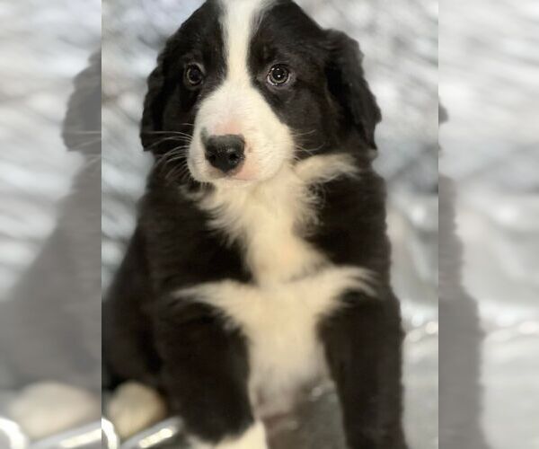 Medium Photo #1 Border-Aussie Puppy For Sale in FORT PLAIN, NY, USA