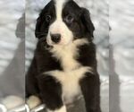 Small Photo #1 Border-Aussie Puppy For Sale in FORT PLAIN, NY, USA