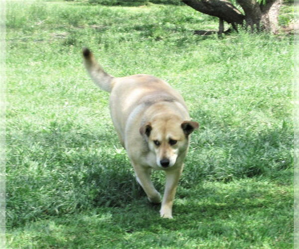 Medium Photo #5 Retriever -Unknown Mix Puppy For Sale in Godley, TX, USA