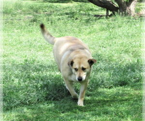 Ellie - Female Retriever -Unknown Mix Dog for Adoption - Photo #5