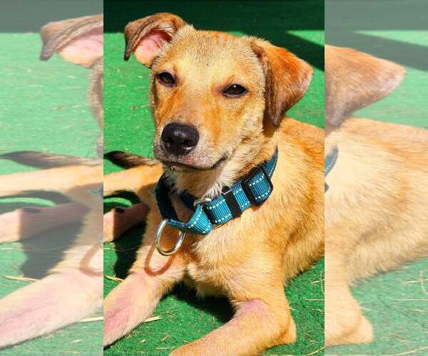 Medium Photo #5 Jack Russell Terrier-Unknown Mix Puppy For Sale in Oakhurst, NJ, USA
