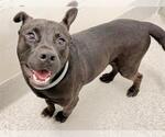 Small #1 Mutt