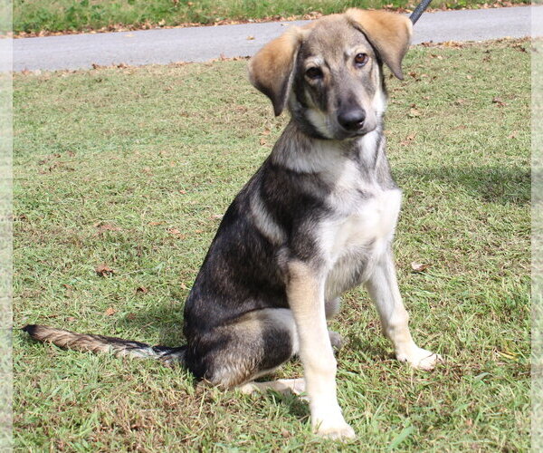 Medium Photo #3 Siberian Husky-Unknown Mix Puppy For Sale in Prattville, AL, USA