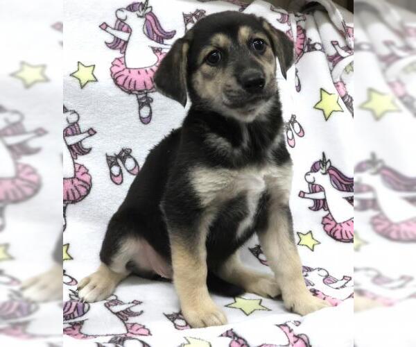 Medium Photo #1 Mutt Puppy For Sale in Thief River Falls, MN, USA