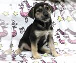 Small Mutt
