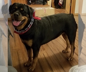 Mother of the Rottweiler puppies born on 03/20/2019