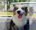 Small Australian Shepherd