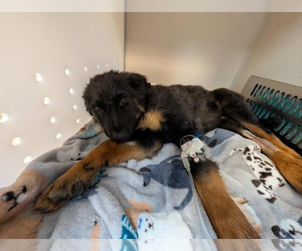 Medium Photo #11 German Shepherd Dog Puppy For Sale in McDonough, GA, USA