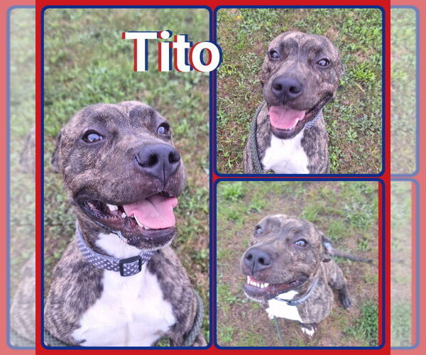 Medium Photo #1 American Staffordshire Terrier-Unknown Mix Puppy For Sale in Pierceton , IN, USA