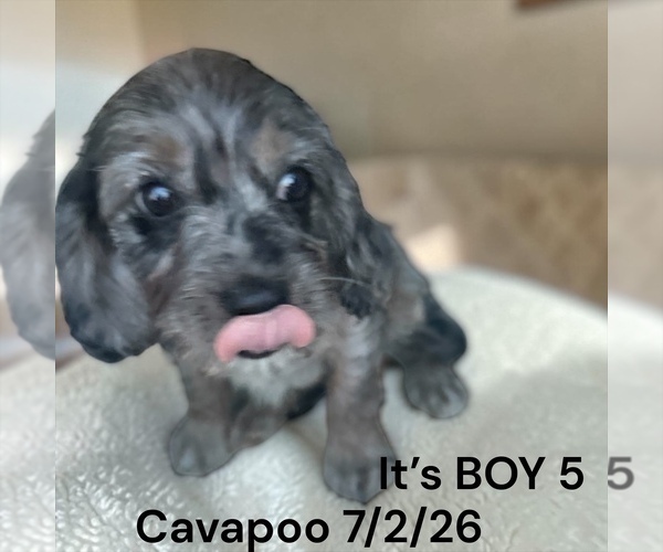 Medium Photo #1 Cavapoo (Miniature) Puppy For Sale in MONTPELIER, OH, USA
