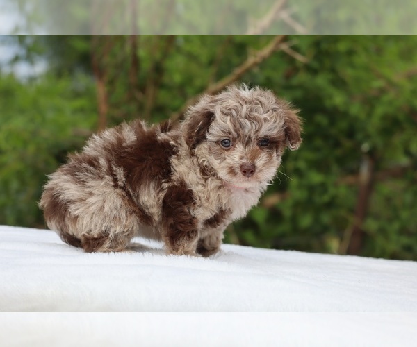 Medium Photo #9 ShihPoo Puppy For Sale in DYERSBURG, TN, USA