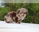 Small #8 ShihPoo