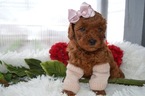 Small Photo #1 Cavapoo Puppy For Sale in HONEY BROOK, PA, USA