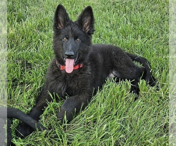 Medium Photo #1 German Shepherd Dog Puppy For Sale in EOLIA, MO, USA