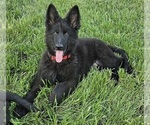 Small Photo #1 German Shepherd Dog Puppy For Sale in EOLIA, MO, USA