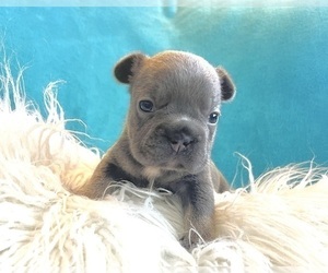 French Bulldog Puppy for sale in HOUSTON, TX, USA