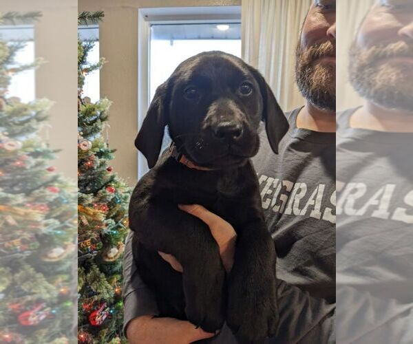 Medium Photo #1 Labrador Retriever Puppy For Sale in OZARK, MO, USA