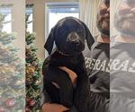 Small Photo #1 Labrador Retriever Puppy For Sale in OZARK, MO, USA