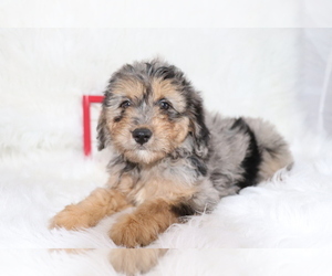 Aussie-Poo Puppy for sale in SHILOH, OH, USA