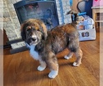 Small #4 Bernedoodle