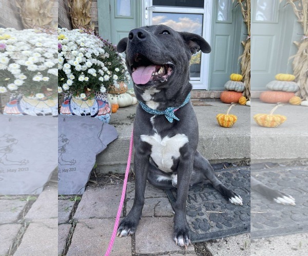Medium Photo #1 American Pit Bull Terrier-Labrador Retriever Mix Puppy For Sale in Germantown, OH, USA