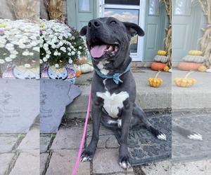 American Pit Bull Terrier-Labrador Retriever Mix Dogs for adoption in Germantown, OH, USA