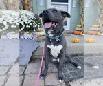 Small American Pit Bull Terrier-Labrador Retriever Mix