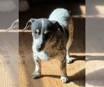 Small #2 Dachshund-Jack Russell Terrier Mix