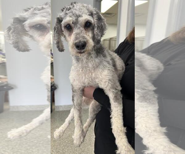 Medium Photo #10 Cock-A-Poo-Unknown Mix Puppy For Sale in Westminster, MD, USA