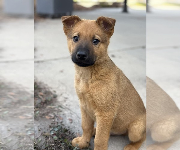 Medium Photo #6 German Shepherd Dog-Unknown Mix Puppy For Sale in MIDWAY, UT, USA