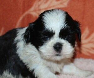 Shih Tzu Puppy for sale in PITTSFIELD, NH, USA