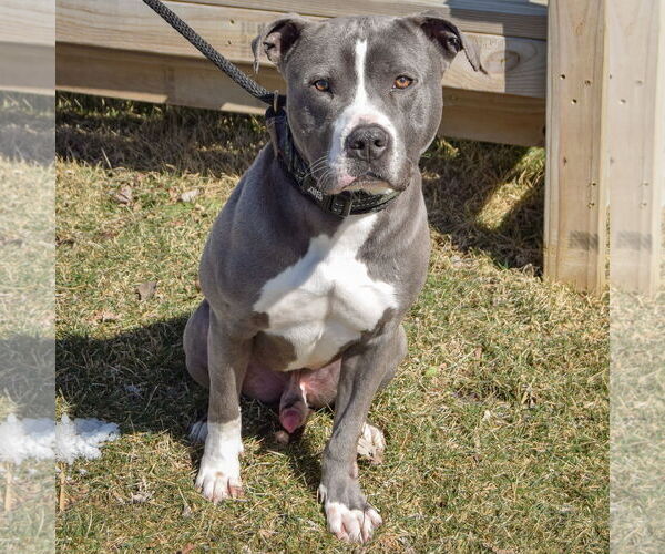 Medium Photo #3 American Bulldog-American Staffordshire Terrier Mix Puppy For Sale in Huntley, IL, USA