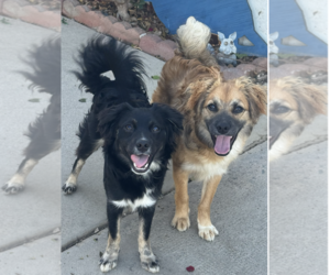 Rocco & Roxie - Male Colonial Cocker Spaniel-Unknown Mix Dog for Adoption - Photo #2
